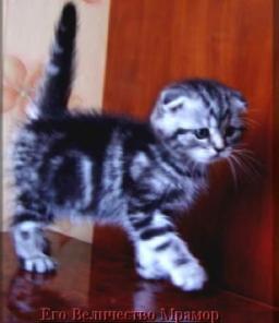 Вислоухие котята, вислоухие кошки , вислоухие коты ,табби, фото вислоухих кошек .питомник Его Величество Мрамор