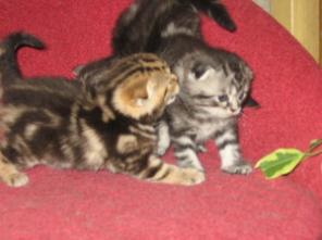Вислоухие котята, вислоухие кошки , вислоухие коты ,табби, фото вислоухих кошек .питомник Его Величество Мрамор