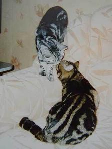 Британские котята, британские кошки , британские коты, табби, фото британских кошек.питомник Его ВеличествоМрамор"