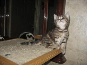 Британские котята, британские кошки , британские коты, табби, фото британских кошек.питомник Его ВеличествоМрамор"