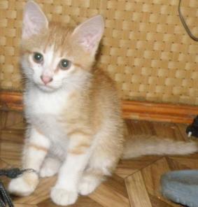Рыжие котята в дар.