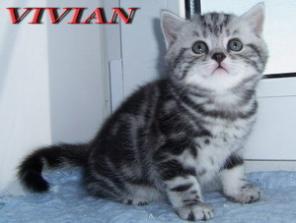         VIVIAN.