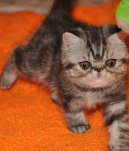 Продается экзотический кот мраморного на серебре окраса