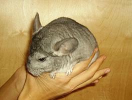 �������� - ����������, ����������, ����