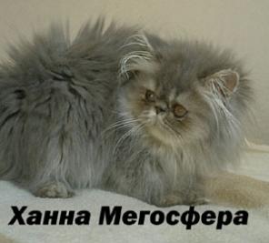 Персидская кошечка Ханна