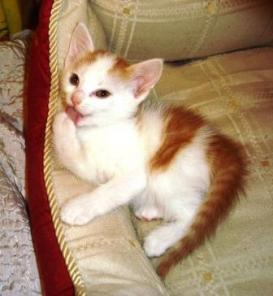 Весёлый, пушистый котенок Лучик , 1,5 месяца