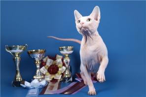        ROYAL CAT