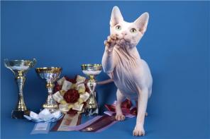        ROYAL CAT