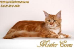   _!!! --,    Mister MC*Rus (Mister Coon)