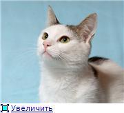 «В добрые руки ласковая кошечка 1,5 года»