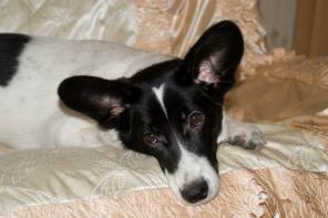 ����� 6 ���., ��������� �������� �������� � ���