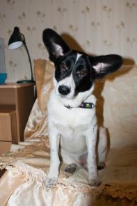 ����� 6 ���., ��������� �������� �������� � ���