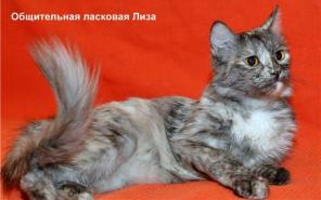 В дар изящная кошка Лиза , интересный окрас...