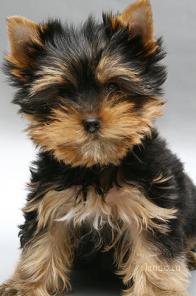 ����������� ������ �������� ���� � �������� ���