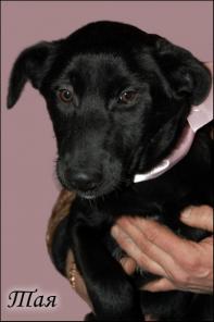 ����� �����-�������  ��� 8 �������