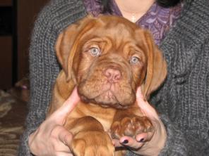 ����� ���������� ���� (����������� ������)