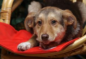 ����� (�������)