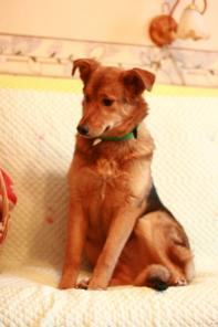 ������ (�������)