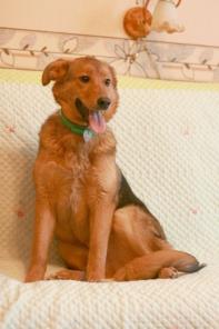 ������ (�������)