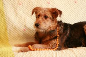 ����� (�������)