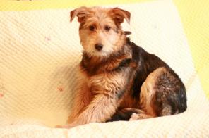 ����� (�������)