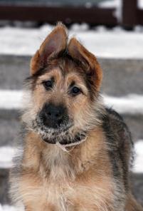 ������ (�������)