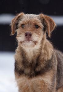 ���� (�������)