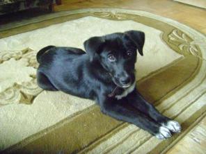 ����� ��������������� �����-������� ����