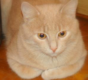 Наш милый добрый котик Том мечтает обрести свой дом!
