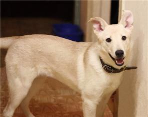 �������������� ������� -����� ����