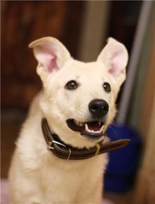 �������������� ������� -����� ����