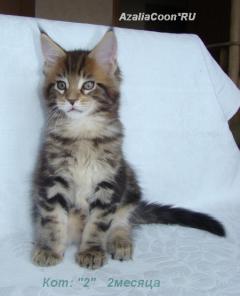   .       AzaliaCoon  .
