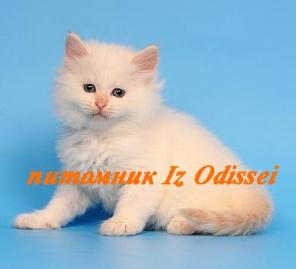 НЕВСКИЕ МАСКАРАДНЫЕ котята необычайно редкого окраса ред-тебби-пойнт