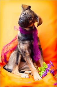 �����-����������, ������� ��� 3 ���. � ���