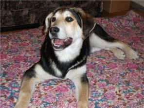 ����� �����-�������� �����