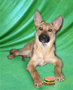 ������� ������� �����, ����� ����-�������!