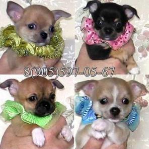 �������� � ���-������ ����� ���������� ����� � ���������