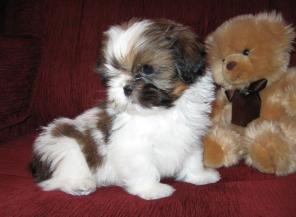 ��-��� ����� - �������