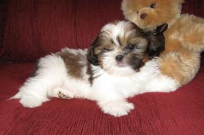 ��-��� ����� - �������