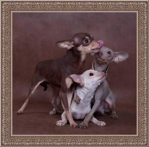 ���-������� �/� �����,� ����