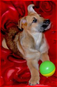 �����, ������ �����, 3 ���. � ������� ����