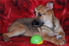 �����, ������ �����, 3 ���. � ������� ����