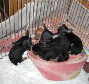 �������� ���-������� �����, �����