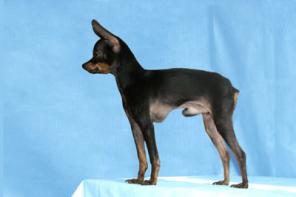 �������� ���-������� �����, �����