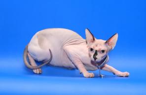      ROYAL CAT  