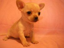 Шпиц девочка, чихуахуа , йорки щенки.