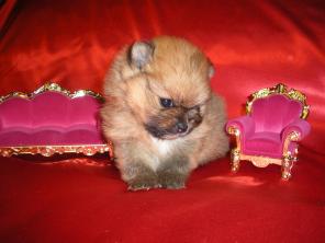 Шпиц девочка, чихуахуа , йорки щенки.