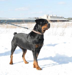 ������� ������ ������ ���������