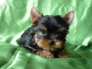 ����������� ������ - ��������������� ���������� ����� !