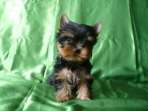 ����������� ������ - ��������������� ���������� ����� !